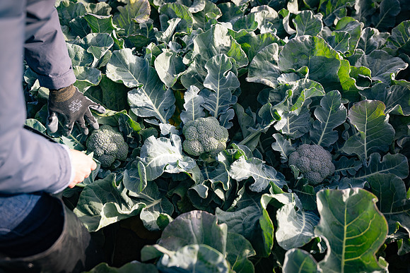 Seminis_SJB_FieldDay2025_186
