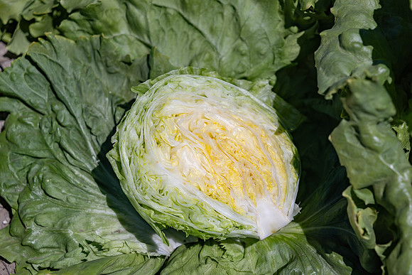 Slotmasher_Lettuce_58