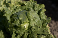 Lettuce_SV0822LG_CA_0049