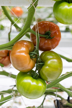 Tomatoes_DRTH5066_39