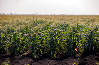 Seminis2022_FL_USSC_1