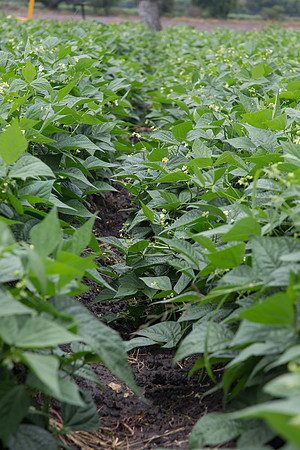 GreenBean_Giolli_MX_0019