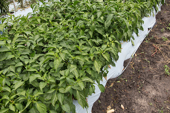 HotPepper_PS5807_MX_0011