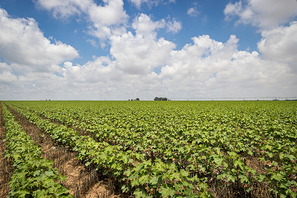 RRXCottonTexas_cdp_5466