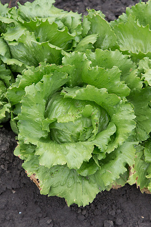 Lettuce_Sahara_MX_0007