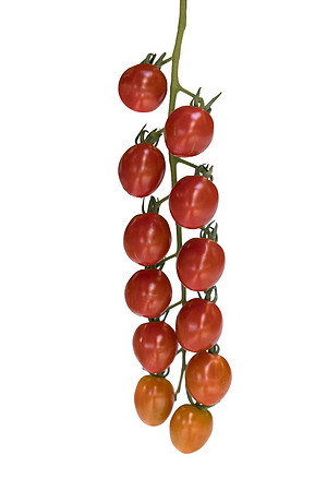 Tomato_Devoured_7-Edit