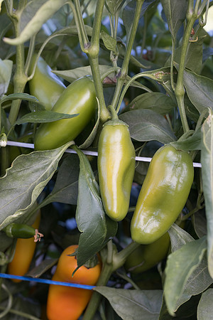 Pepper_Tapuni_48