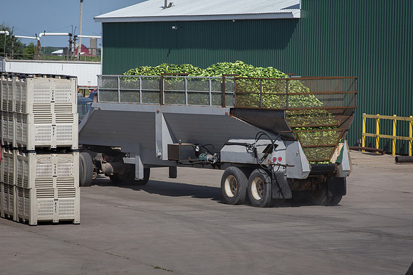 PicklingCucumber_Vlaspik_Processing_MI_0525