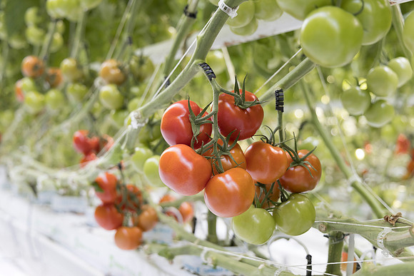 Tomato_DRTC1053_43