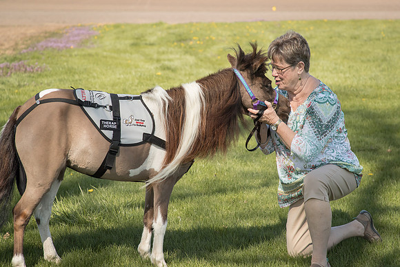 AmericasFarmers_HeartlandMiniHorses_694