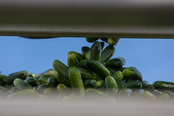 PicklingCucumber_Vlaspik_Processing_MI_0436