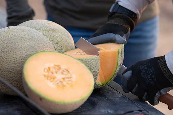 Seminis2021_AZ_1060