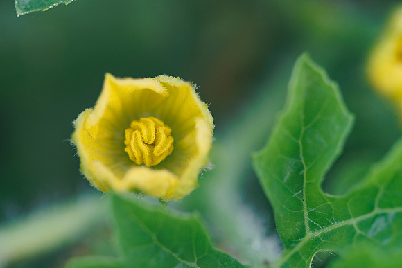 Seminis2022_FL_JEM_3025