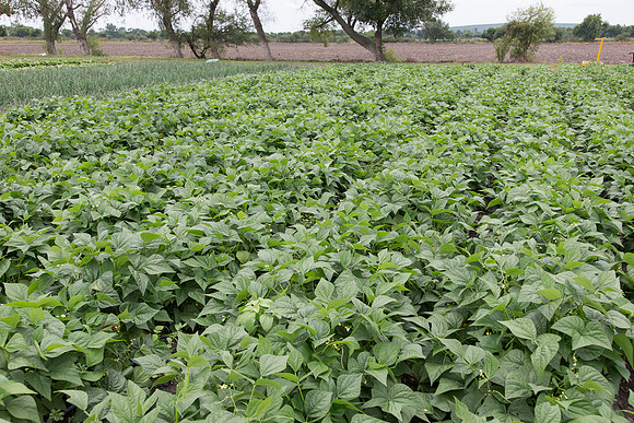GreenBean_Sybaris_MX_0003