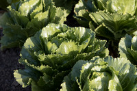Lettuce_SV2988LG_CA_0060