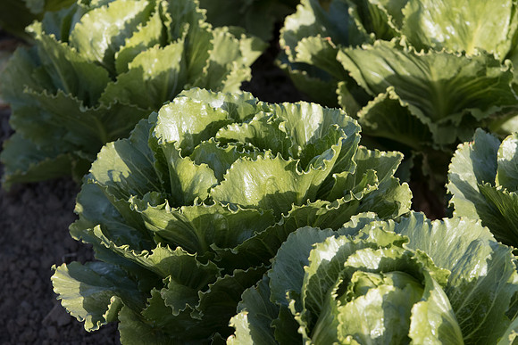 Lettuce_SV2988LG_CA_0060