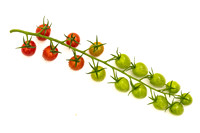 Tomatoes_Devoured_441