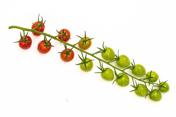 Tomatoes_Devoured_441