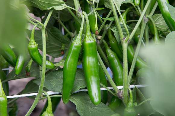 HotPepper_7073_MX_0023