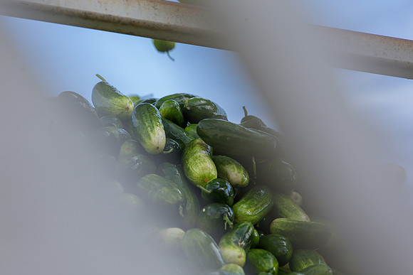 PicklingCucumber_Vlaspik_Processing_MI_0460