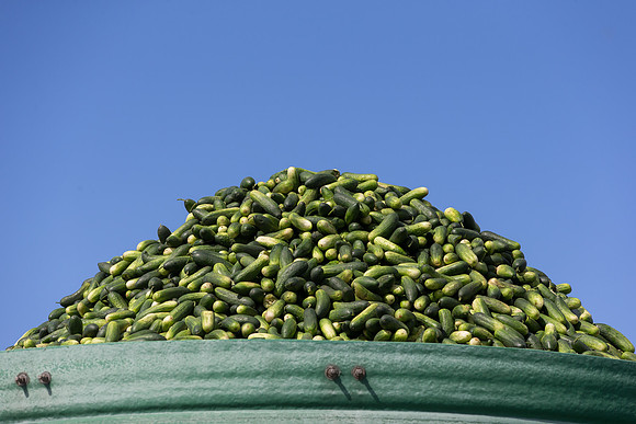 PicklingCucumber_Vlaspik_Processing_MI_0691