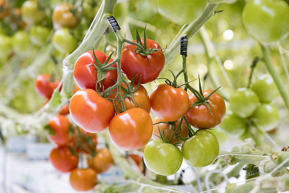 Tomato_DRTC1053_18