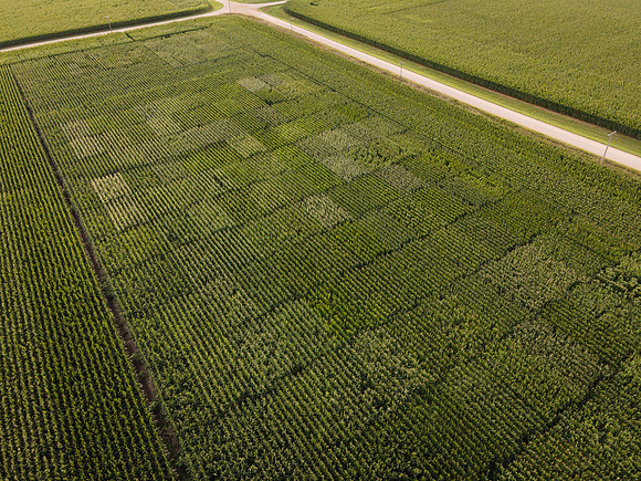 Syngenta__ShannonIL2020_27
