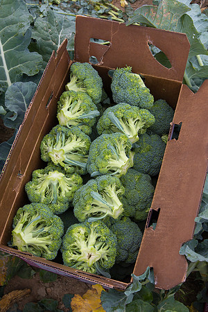 Broccoli_Harvest_CA_0044