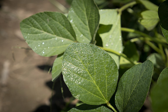 NL_Soybeans_072319_Carbondale_55