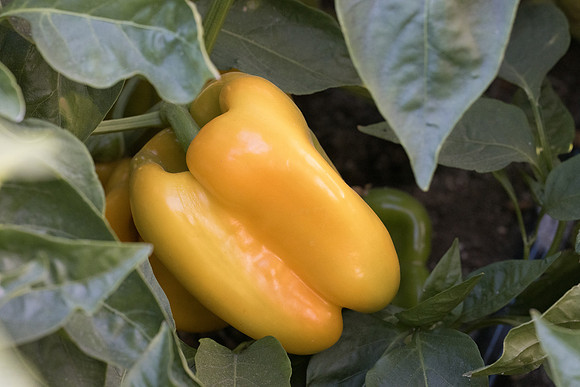 Pepper_United_71