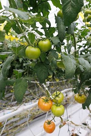 Tomato_DRTH2911_21