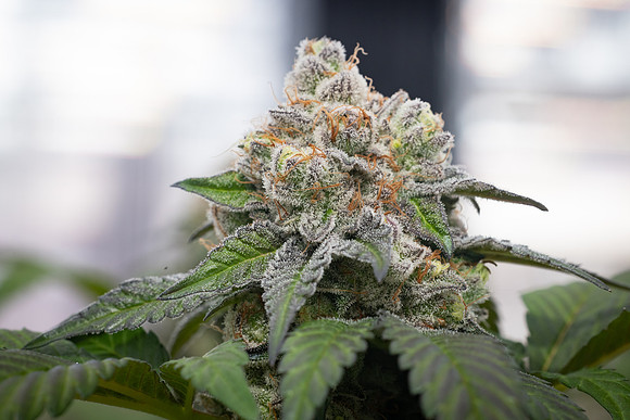 CDPh_426