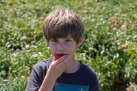 Tomato_SV8516TM_CA_00017