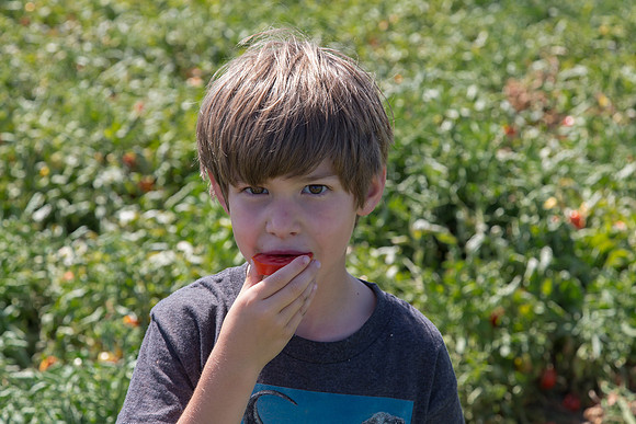 Tomato_SV8516TM_CA_00017
