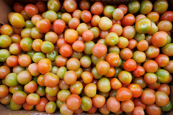 Tomato_DeRuiter_Kingsville_2022_266