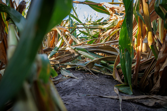 ShortCorn_LibertyIL_cdp_59