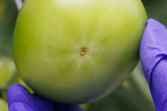 Tomato_DeRuiter_Kingsville_2022_398
