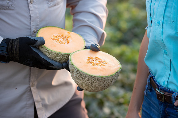 Seminis2021_AZ_271