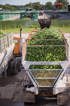 PicklingCucumber_Vlaspik_Processing_MI_0492