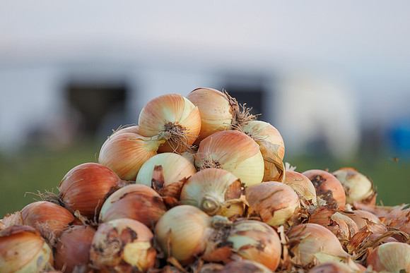 Seminis2022_Idaho_1697
