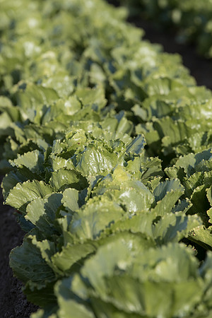 Lettuce_SV2988LG_CA_0030