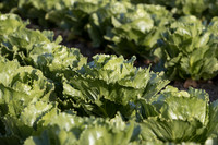 Lettuce_SV2988LG_CA_0064