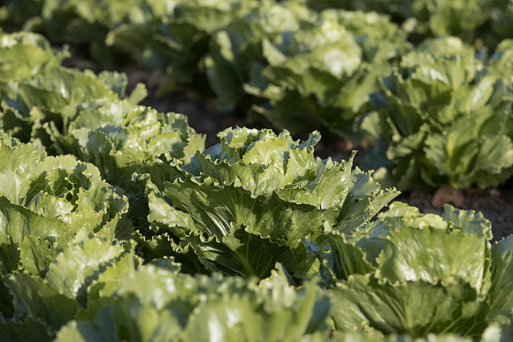 Lettuce_SV2988LG_CA_0064