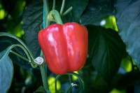 Peppers_DRPB1707_0006