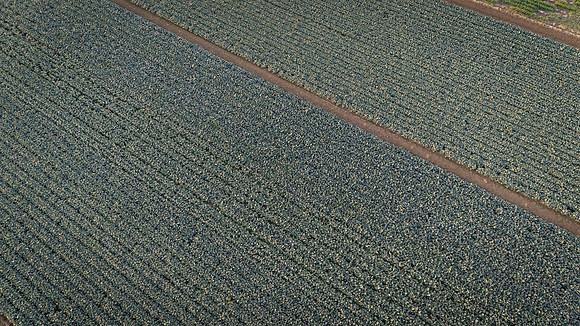 Seminis_SJB_FieldDay2025_4
