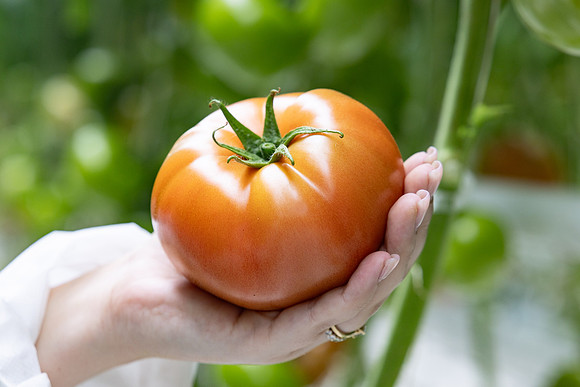 Tomatoes_DRTH5069_55