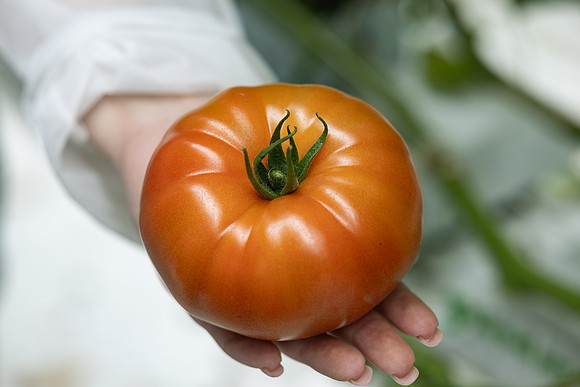 Tomatoes_DRTH5066_74