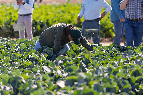 Seminis_SJB_FieldDay2025_1366