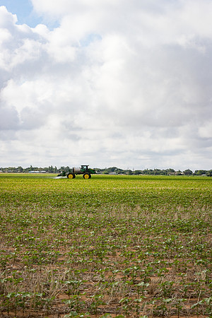 RRXCottonTexas_cdp_5322