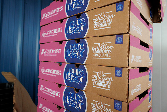 Tomato_DeRuiter_Kingsville_2022_257